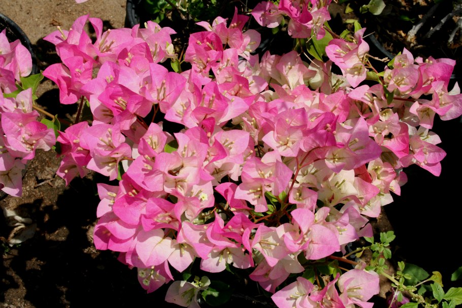 Бугенвиллия Golden Purple