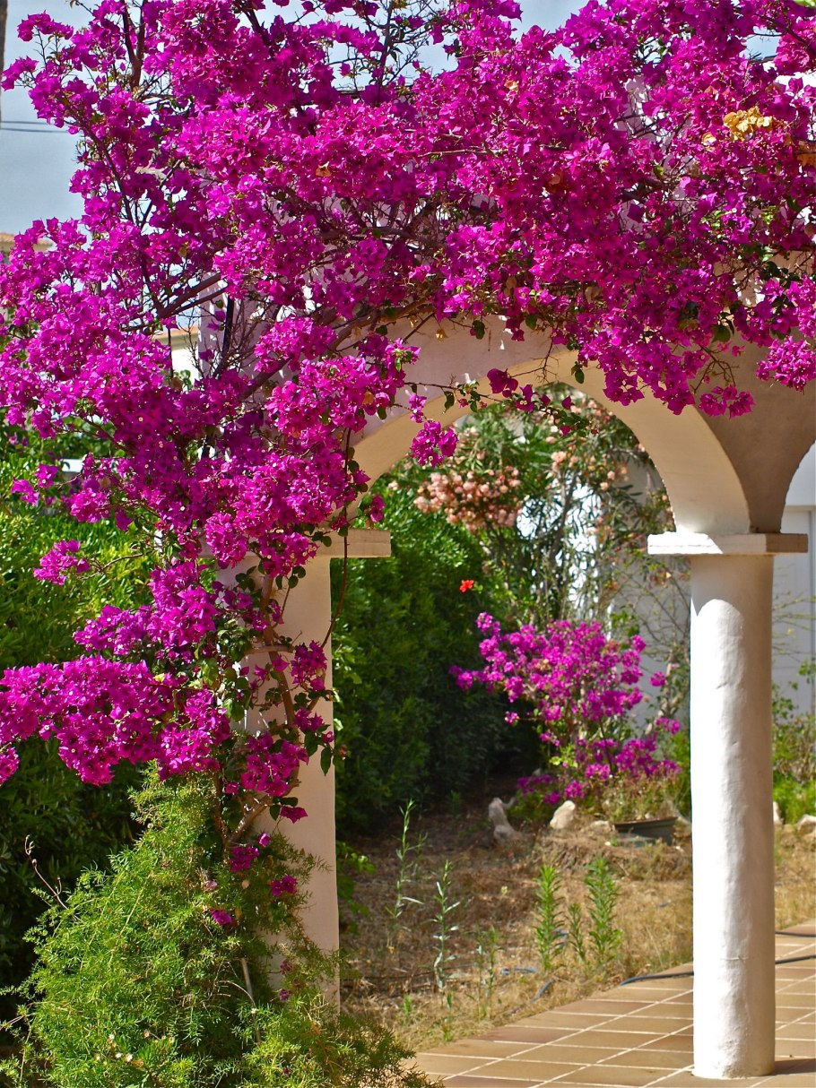 Бугенвиллия Спектабилис