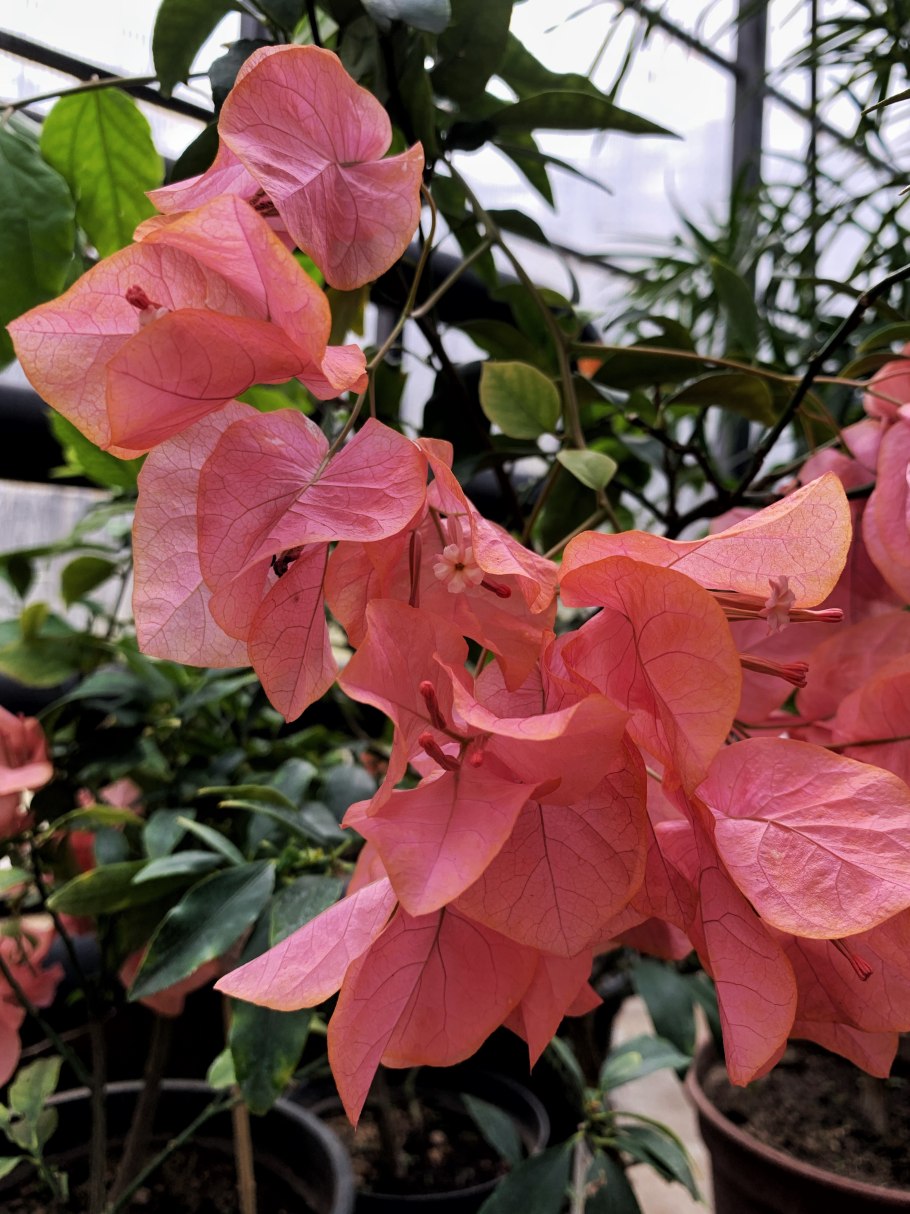 Crimson Red бугенвиллия