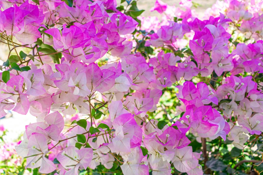 Королевская бугенвиллия