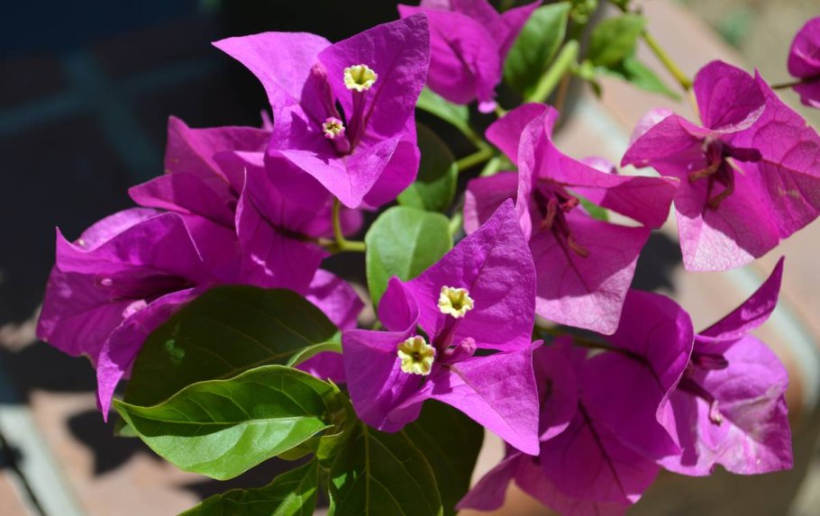 Бугенвиллия Александра