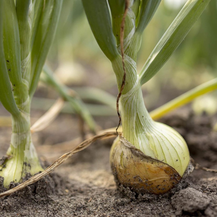 Краспедия шаровидная аллиум