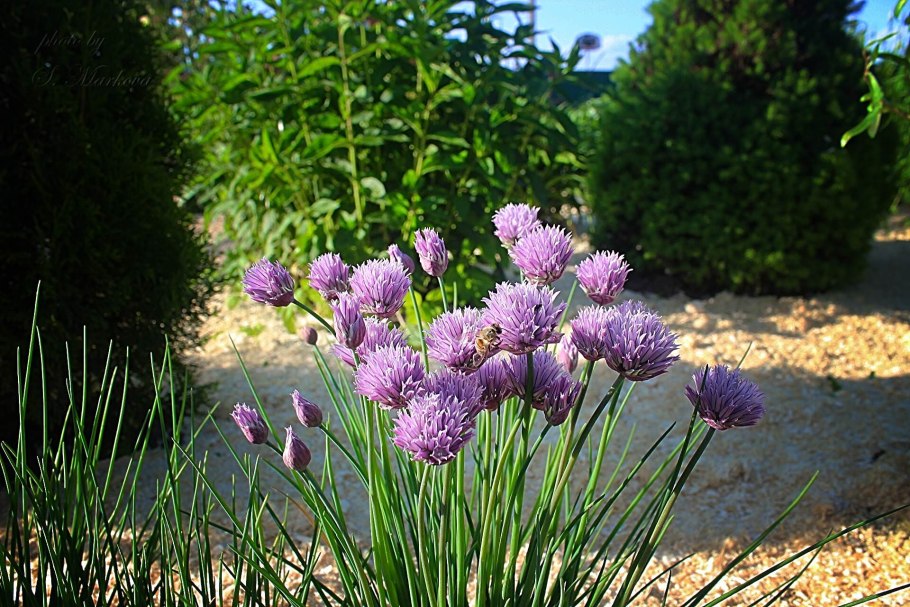 Лук батун - Allium fistulosum