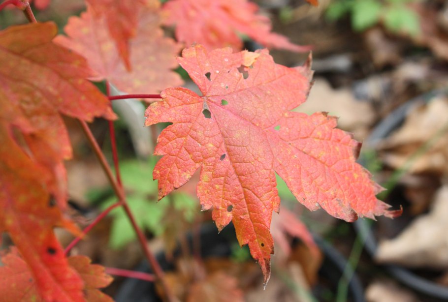 Клен красный ред сансет