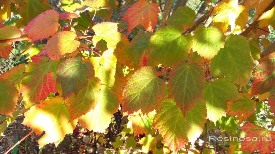 Vitis amurensis