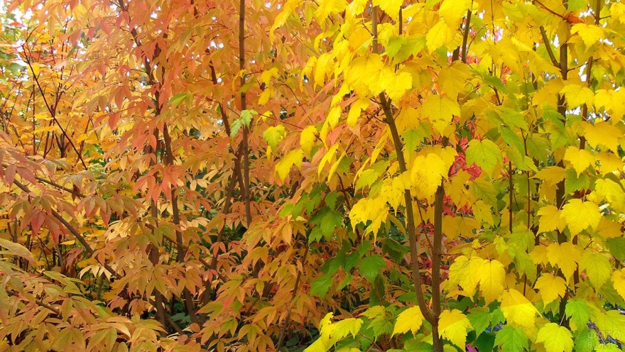 Клен осенний