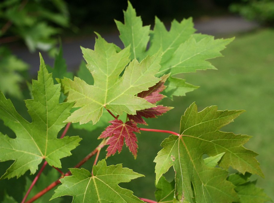 Acer saccharinum