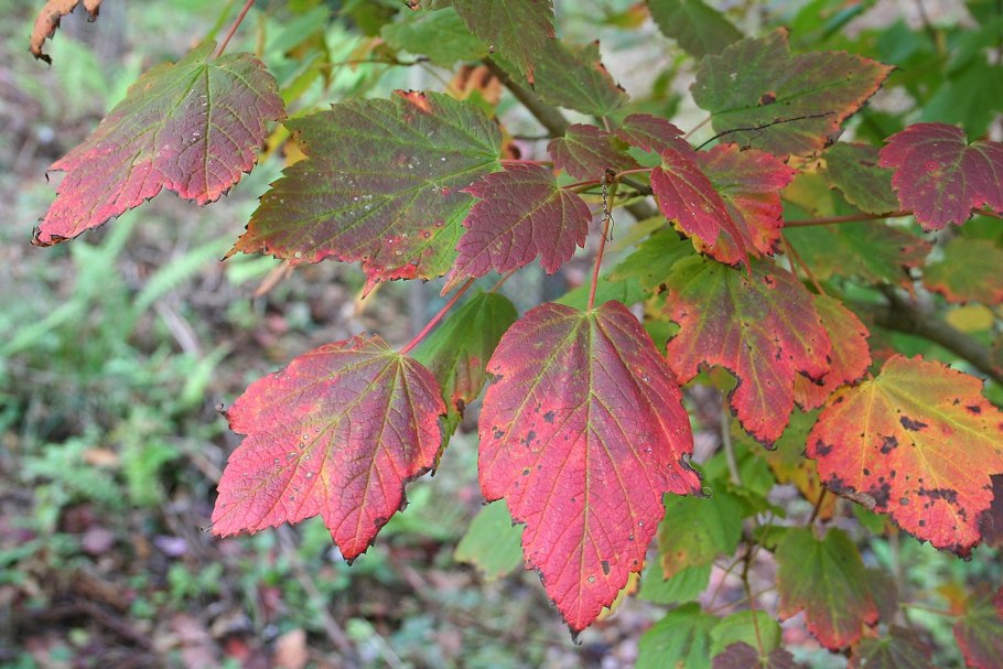 Клен колосистый (acer spicatum)