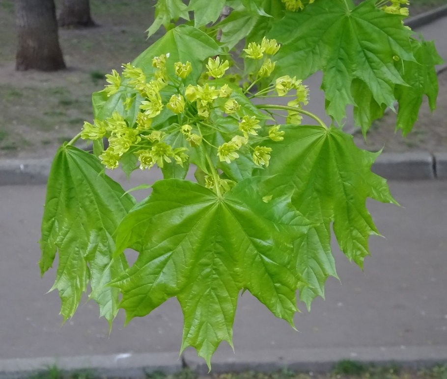 Клен остролистный цветет
