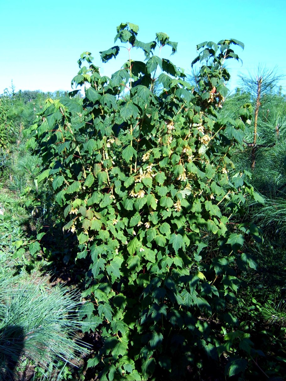 Куст черной смородины