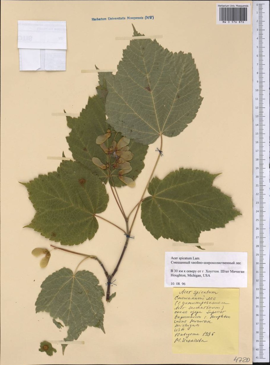 Клен остролистный гербарий