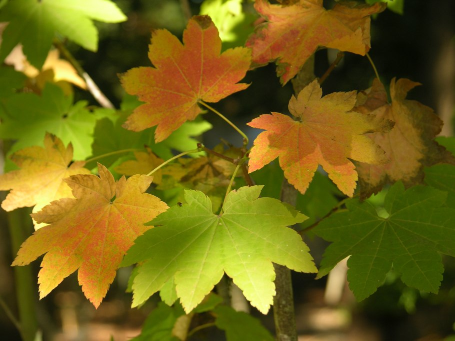 Клен виноградолистный (acer circinatum)