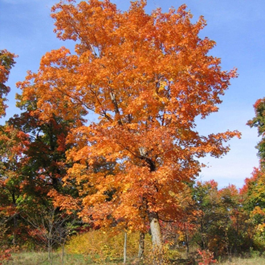 Maple tree