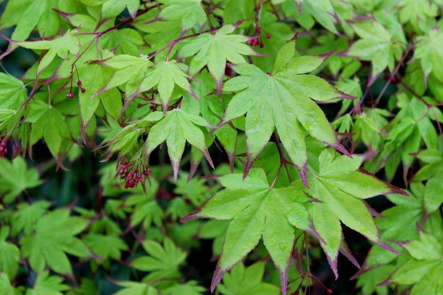 Acer palmatum