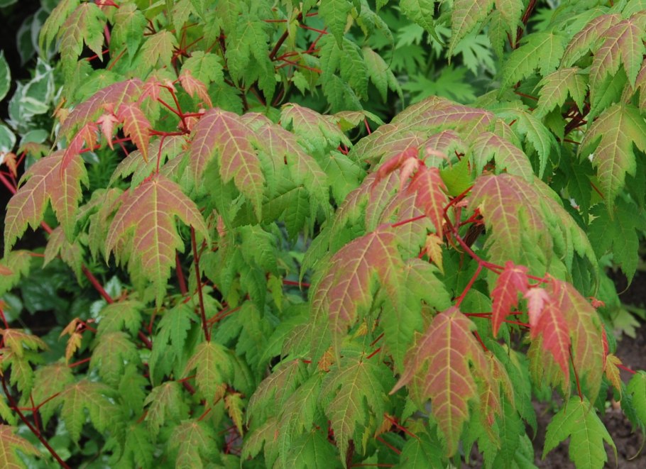 Клён дланевидный orange dream