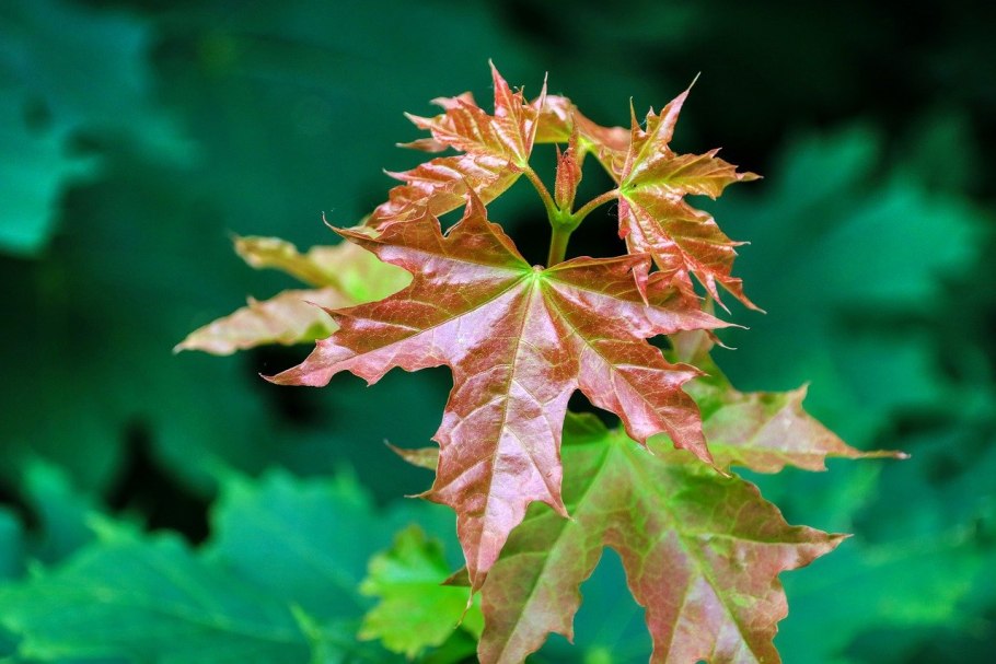 Клен остролистный acer platanoides
