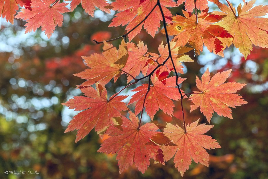 Клен японский acer japonicum