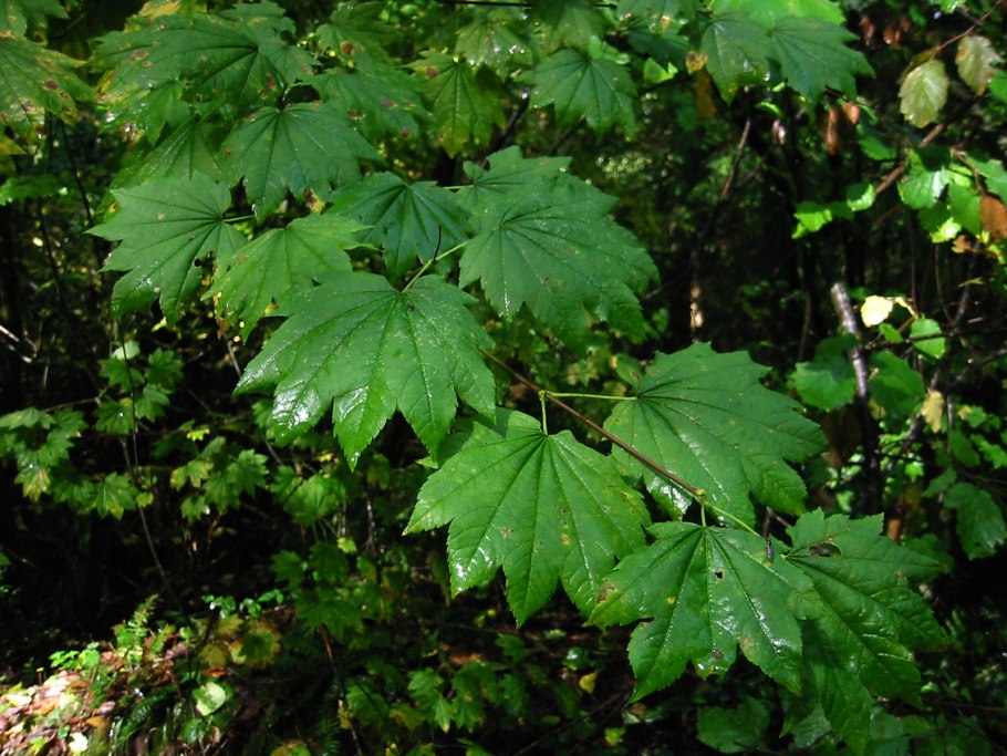 Клен завитой acer circinatum