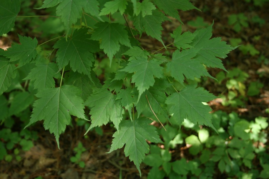Клен канадский саженцы