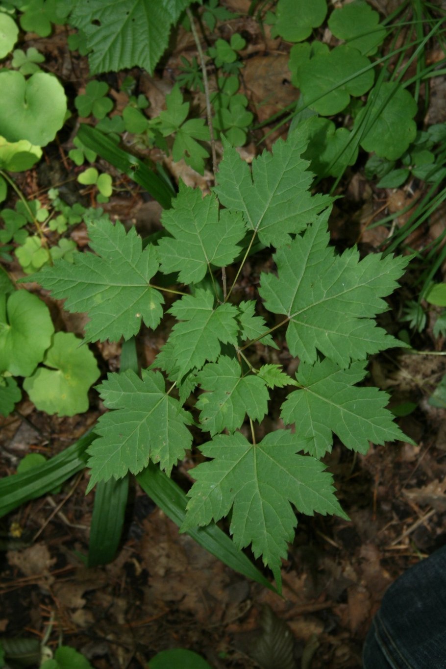 Клен бородатый acer barbinerve