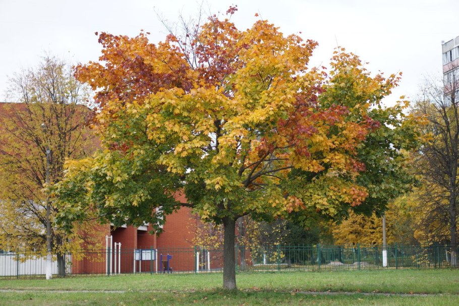 Клён остролистный палдиски