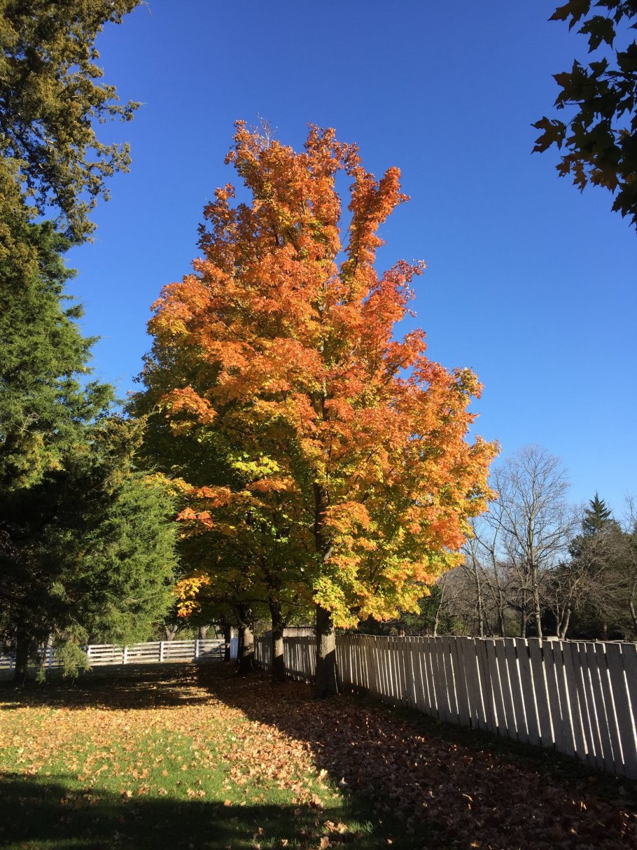 Дерево клен