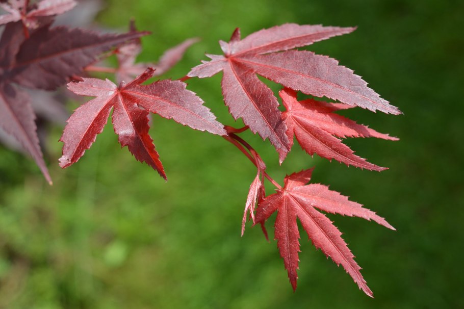 Клен канадский остролистный