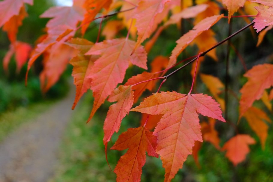 Гиннала клен