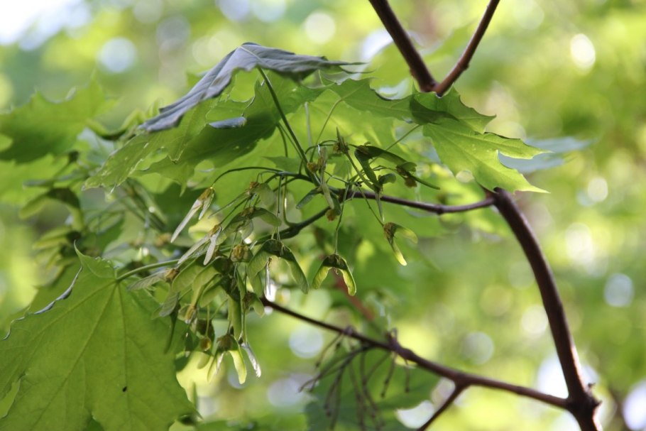 Клен белый явор