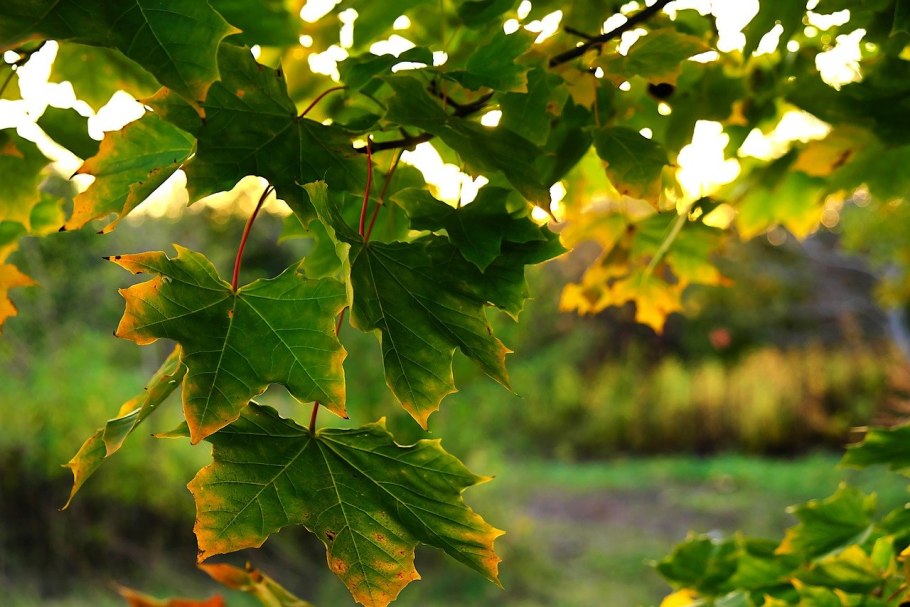 Волнистый клен дерево