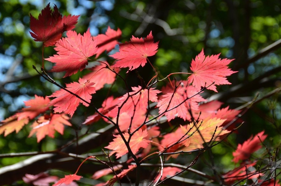 Acer japonicum