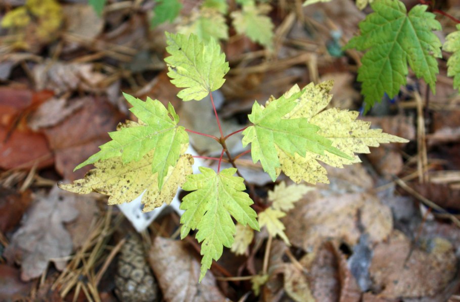 Клен ясенелистный