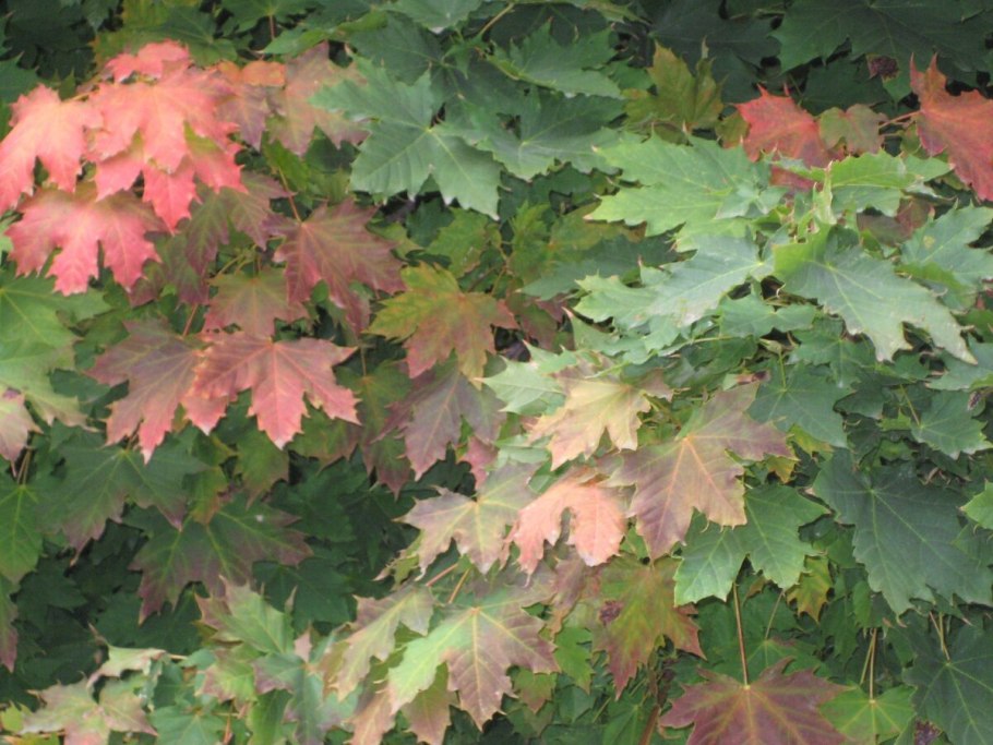 Клен мелколистный