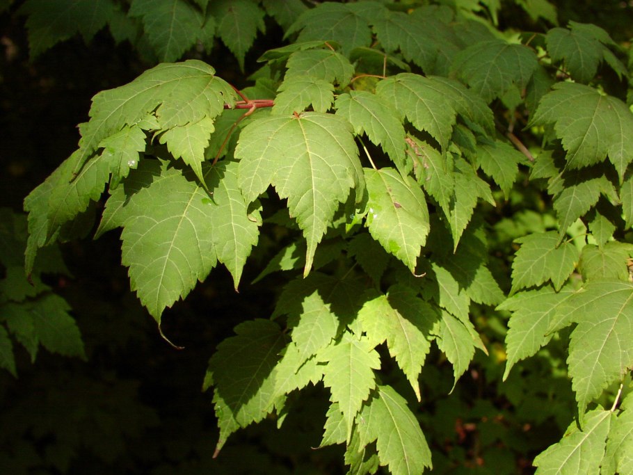 Клен обыкновенный