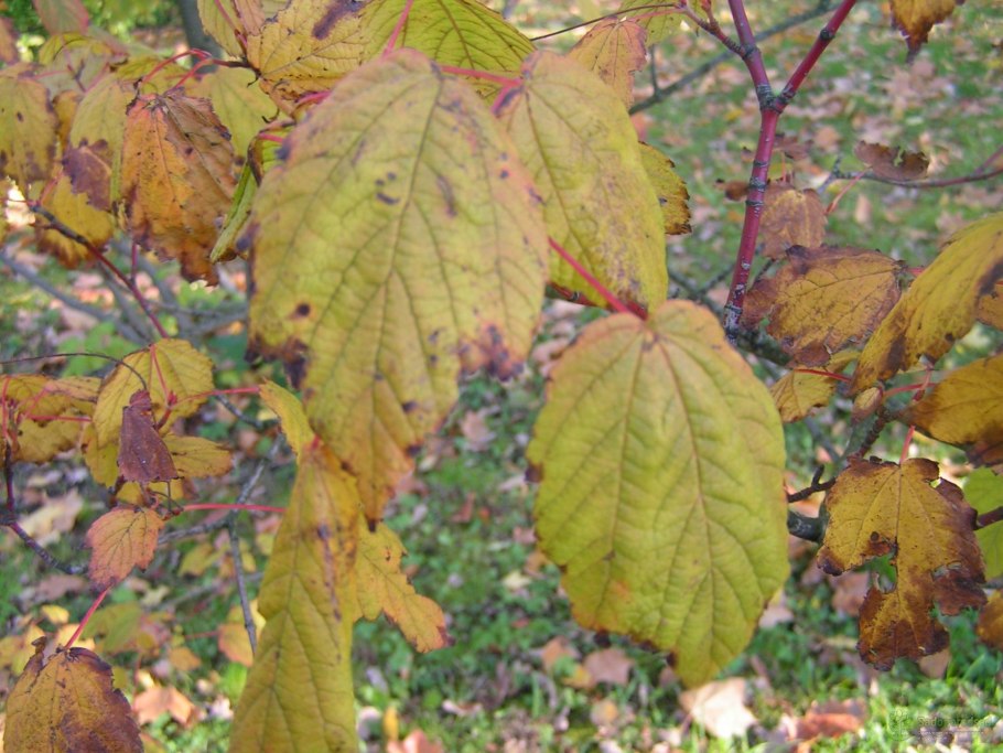 Малина хлороз листьев