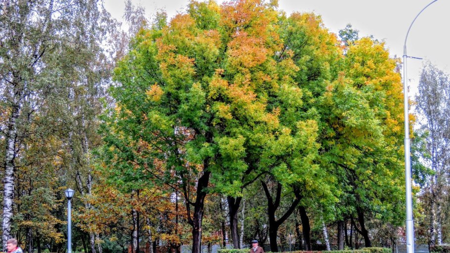 Клен в мурманске