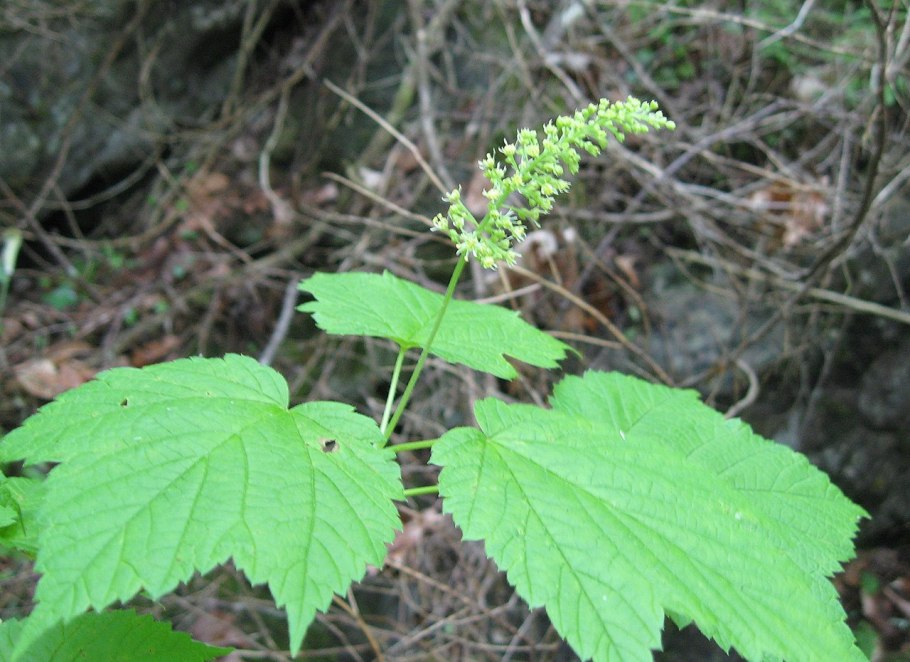 Acer spicatum