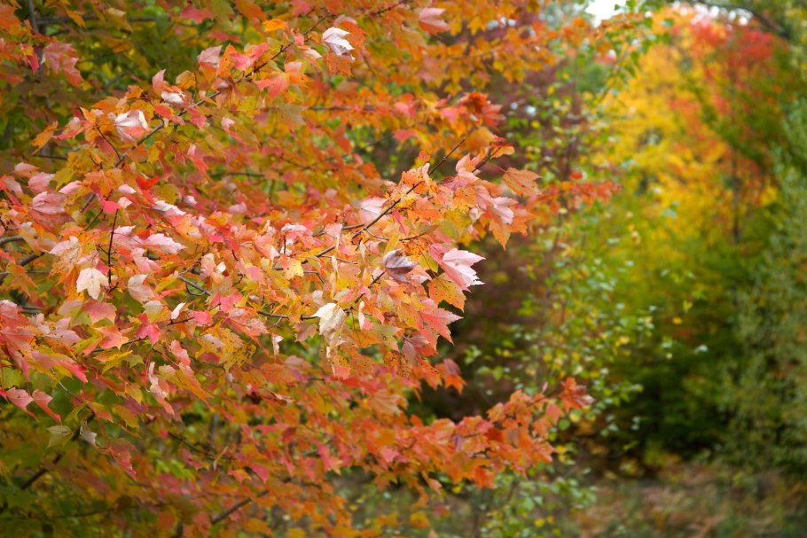 Клен красный (acer rubrum) october glory