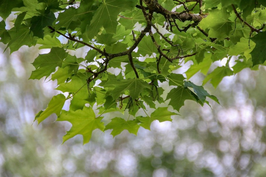 Клен остролистный