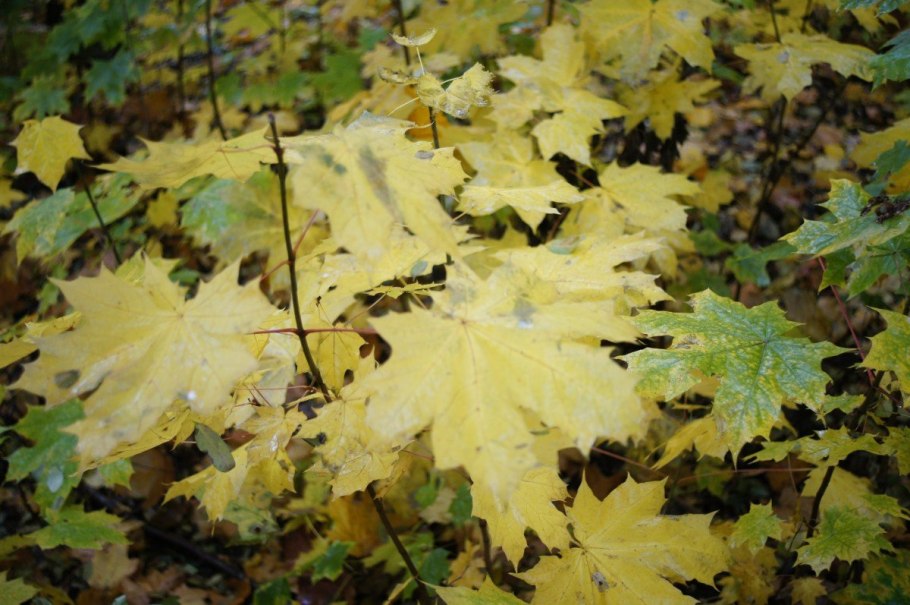 Осенние кленовые листья