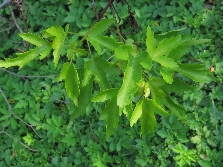 Клён граболистный