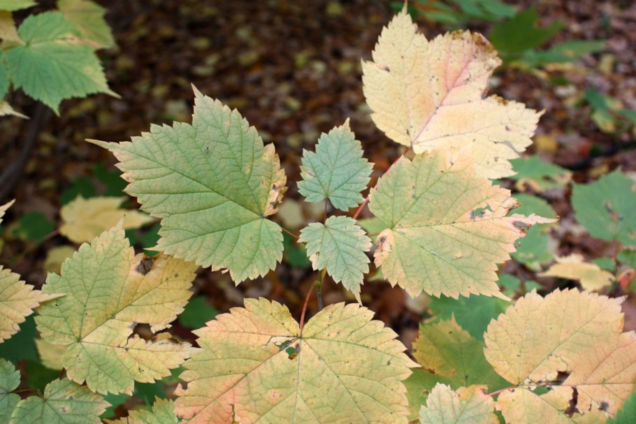 Physocarpus capitatus