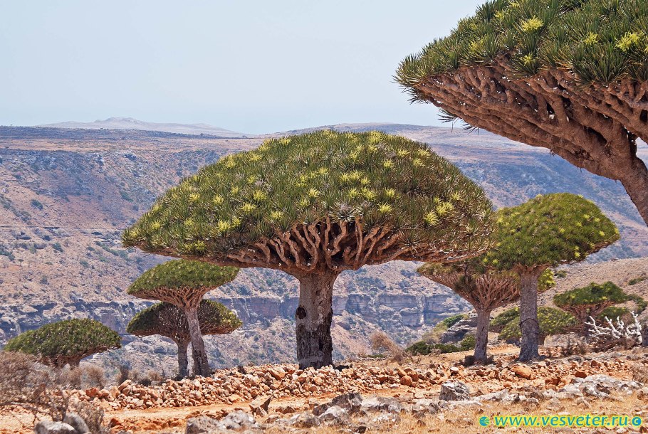 Драконовое дерево Сокотра