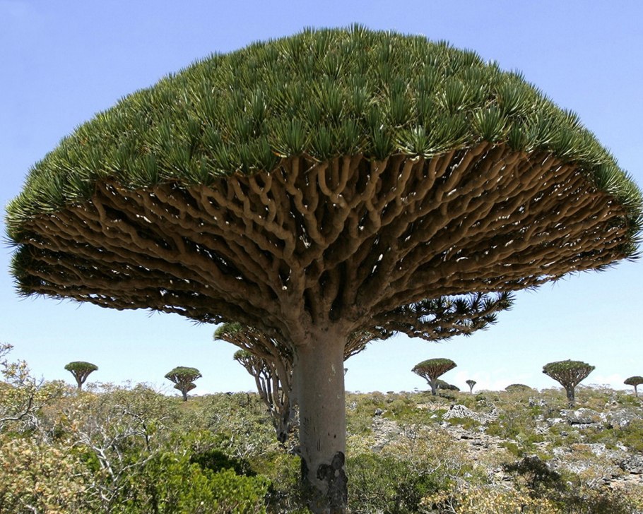 Драконово дерево Тенерифе