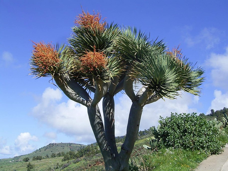 Драцена Драко