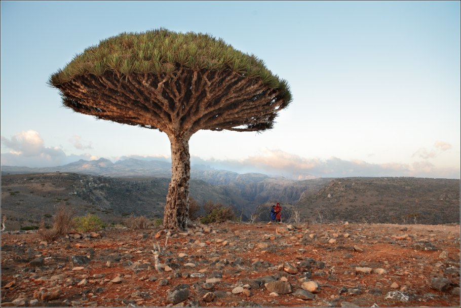Деревья острова Сокотра Йемен