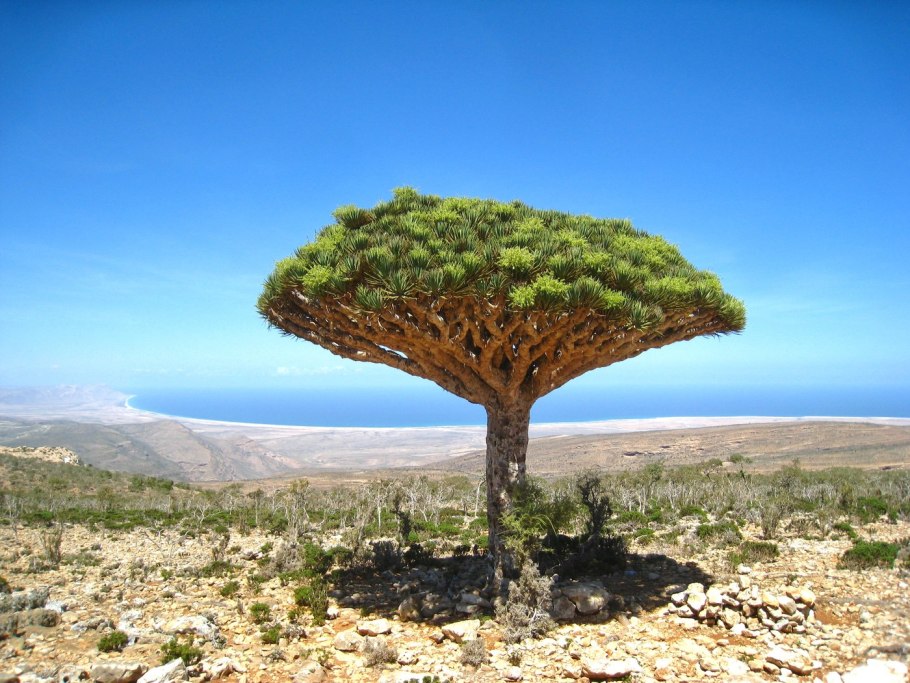 Нубийское Драконово дерево