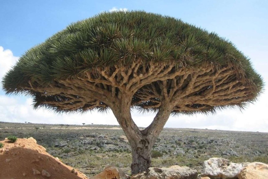 Драконово дерево сокотры