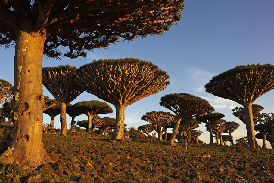 Драконово дерево сокотры