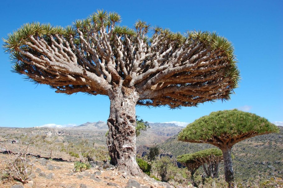 Драцена сокотра